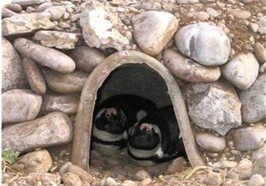 Afrika Pikkewyn inisiatiewe